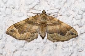 Attēlu rezultāti vaicājumam “Pelurga comitata”