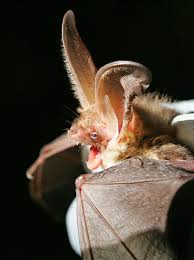 Attēlu rezultāti vaicājumam “Plecotus auritus”