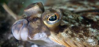 Image result for Liopsetta glacialis