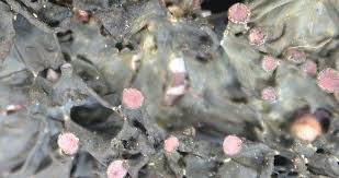 Attēlu rezultāti vaicājumam “Collema”