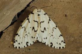 Attēlu rezultāti vaicājumam “Lymantria monacha”