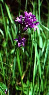 Attēlu rezultāti vaicājumam “Campanula glomerata leaf”