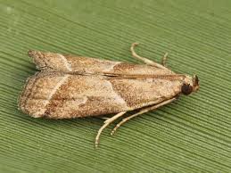 Attēlu rezultāti vaicājumam “Nyctegretis lineana”