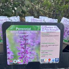 Image result for Salvia pratensis `Rose Rhapsody