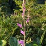 Attēlu rezultāti vaicājumam “Cephalanthera rubra leaf”