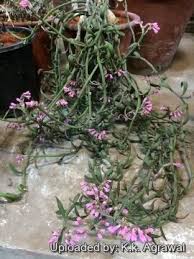 Attēlu rezultāti vaicājumam “Diderma montanum var. album stalked”