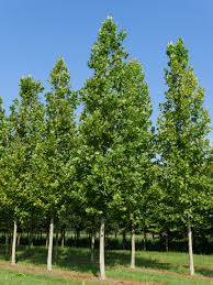 Attēlu rezultāti vaicājumam “Platanus x hispanica (syn. Platanus x acerifolia) leaf”