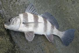 Image result for Pogonias cromis