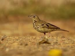 Image result for Anthus trivialis