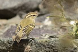 Image result for Phylloscopus humei