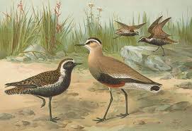 Image result for Vanellus gregarius