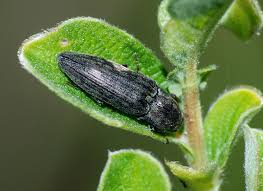 Attēlu rezultāti vaicājumam “Actenicerus sjaelandicus”