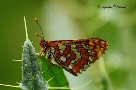 Attēlu rezultāti vaicājumam “Euphydrias aurinia”