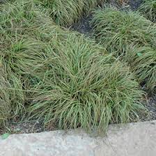 Attēlu rezultāti vaicājumam “Carex caryophyllea leaf”