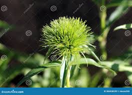 Attēlu rezultāti vaicājumam “Cirsium acaule leaf”