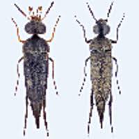 Attēlu rezultāti vaicājumam “Mordella sp.”