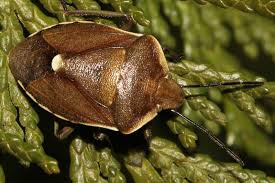 Attēlu rezultāti vaicājumam “Chlorochroa pinicola”