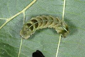 Attēlu rezultāti vaicājumam “Melanchra persicariae larva”