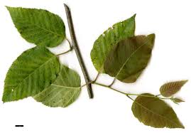 Attēlu rezultāti vaicājumam “Betula humilis leaf”