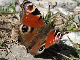 Attēlu rezultāti vaicājumam “Inachis io underside”