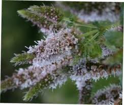 Attēlu rezultāti vaicājumam “Mentha spicata flower”