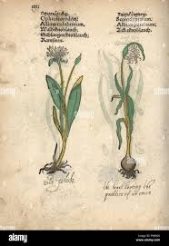 Attēlu rezultāti vaicājumam “Allium scorodoprasum”