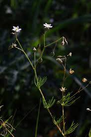 Attēlu rezultāti vaicājumam “Spergula arvensis”