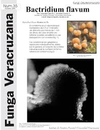 Attēlu rezultāti vaicājumam “Bactridium flavum”