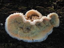 Attēlu rezultāti vaicājumam “Phlebia tremellosa”