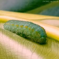 Attēlu rezultāti vaicājumam “Pieris rapae larva”