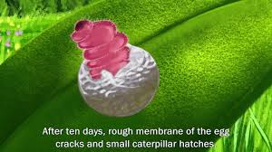 Attēlu rezultāti vaicājumam “Maculinea alcon eggs”