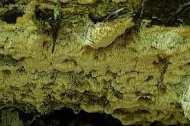 Attēlu rezultāti vaicājumam “Oxyporus corticola”