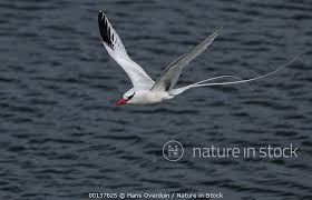 Image result for Phaethon aethereus