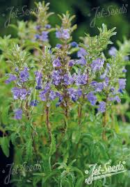 Image result for Dracocephalum moldavicum