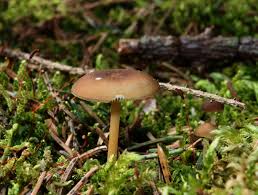 Attēlu rezultāti vaicājumam “Strobilurus esculentus”