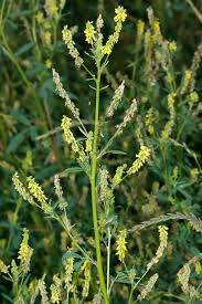 Attēlu rezultāti vaicājumam “Melilotus wolgicus flower”