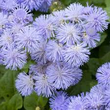 Image result for Ageratum mexicanum