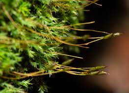 Attēlu rezultāti vaicājumam “Saelania glaucescens”