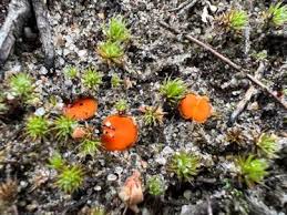 Attēlu rezultāti vaicājumam “Octospora humosa”