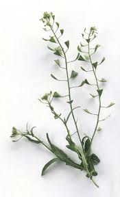 Attēlu rezultāti vaicājumam “Capsella bursa-pastoris flower”