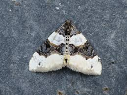 Attēlu rezultāti vaicājumam “Cosmorhoe ocellata”