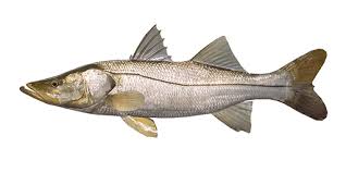 Image result for Centropomus undecimalis