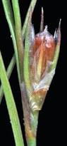 Attēlu rezultāti vaicājumam “Juncus bufonius bud”