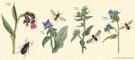File:Boraginaceae00.jpg