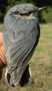 Attēlu rezultāti vaicājumam “Sitta europaea male”