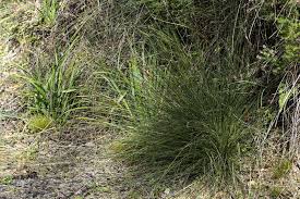 Attēlu rezultāti vaicājumam “Schoenus ferrugineus fruit”