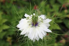Image result for Nigella damascena