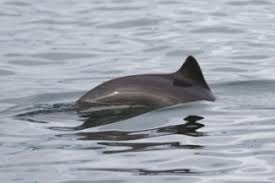 Image result for Phocoena phocoena