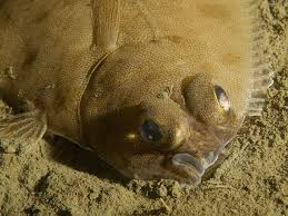 Image result for Glyptocephalus cynoglossus