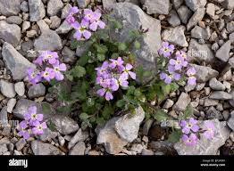 Attēlu rezultāti vaicājumam “Aubrieta deltoidea”